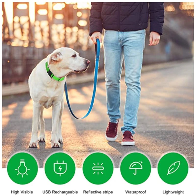 3 Modes Dog Luminous Charge Collar Led Usb Cat Dogs Collars Detachable Night Led Glow Dog Loss Prevention Collar Pet Accessories - Ammdog.com